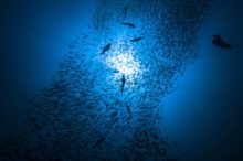 La ONU gana su gran batalla marina The underwater world of Maldives.