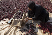 Retos de los sistemas agrícolas y alimentarios del norte de África The Date Harvest In Egypt