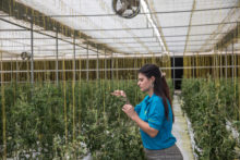 Ciencia, Tecnología e Innovación: trinomio esencial para el Desarrollo Sostenible UAE Looks To Agritech To Ease Food-Security Concerns