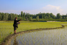 Del golfo pérsico al desafío global alimentario Agriculture Sector In Kashmir, India