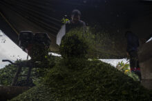 Combatir juntos el crimen organizado Coca: cultivation and processing